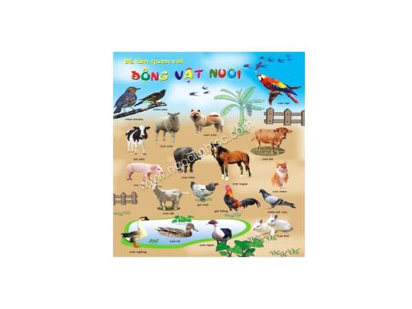 Tranh động vật nuôi trong gia đình